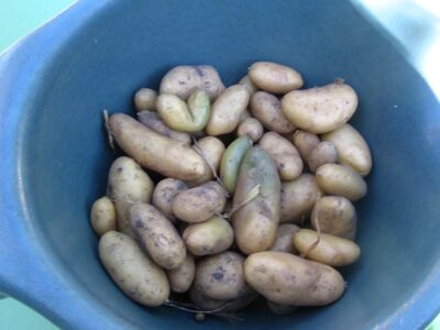 Troubleshooting Planting the Humble Potato Image